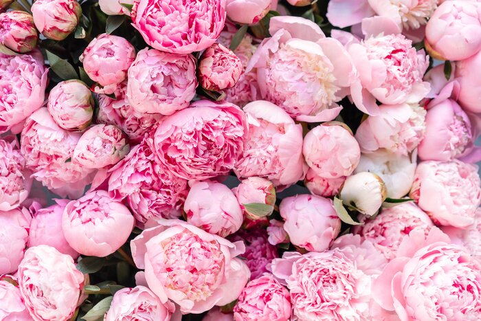 Tableau  Floral carpet or Wallpaper. Background of pink peonies. Morning light in the room. Beautiful peony flower for catalog or online store. Floral shop and delivery concept .