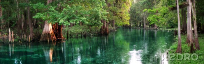 Tableau  Floride, printemps-alimenté, rivière, panorama