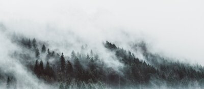 Foggy mountain forest photographie d'un paysage de mauvaise humeur