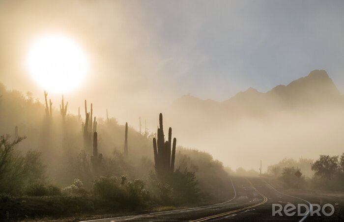 Tableau  Foggy saguaro cactus sunrise