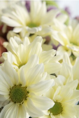 Tableau  fond de fête des fleurs d'été avec le chrysanthème