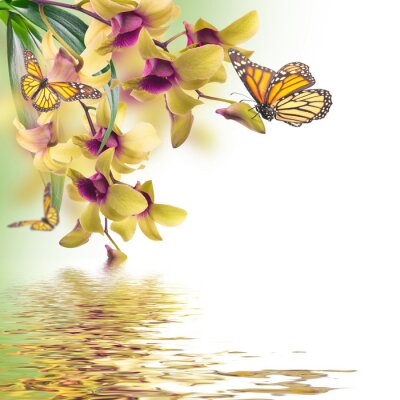 Tableau  Fond floral d'orchidées tropicales et le papillon