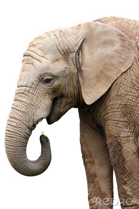 Tableau  Fond transparent avec un éléphant