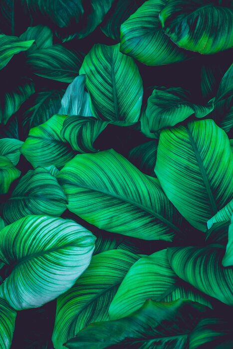 Tableau  Fond vert végétal