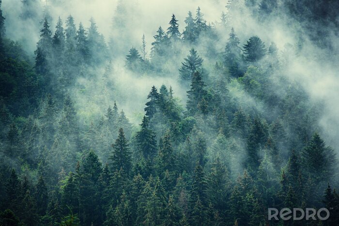 Tableau  Forêt à flanc de montagne