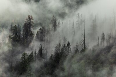 Tableau  Forêt, arbres et nuages