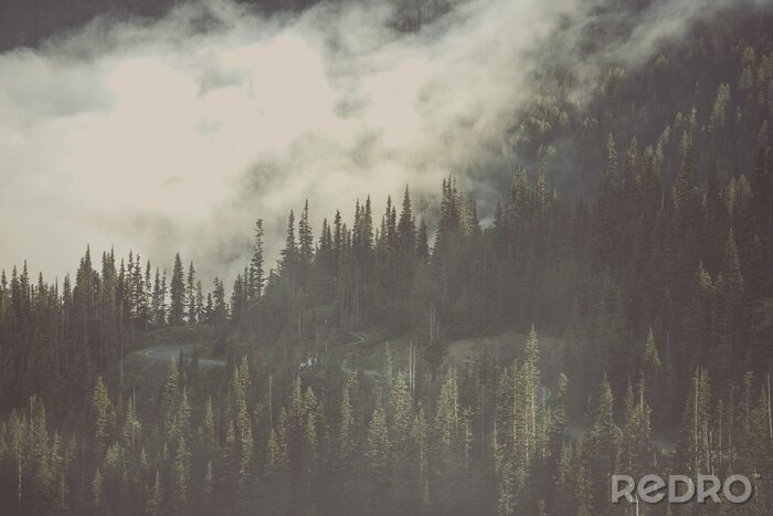 Tableau  Forêt atmosphérique dans le brouillard