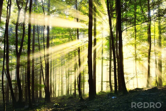 Tableau  Forêt au lever du soleil
