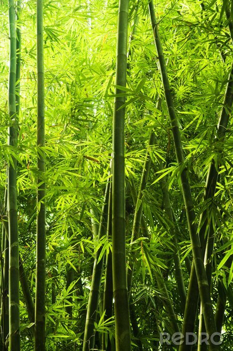 Tableau  Forêt avec bambou