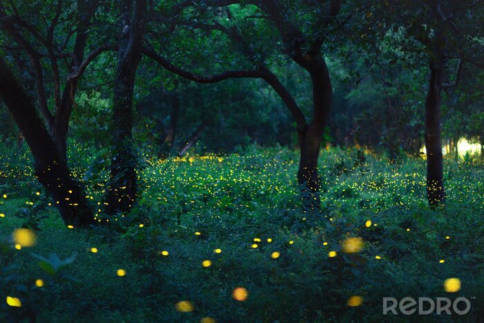 Tableau  Forêt avec des lucioles