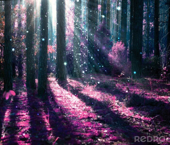 Tableau  Forêt avec lumière rose