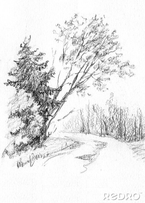 Tableau  Forêt. Bouleau et épinette. Dessin au crayon sur papier. Dessiné à la main. Pour la décoration intérieure, carte de voeux.