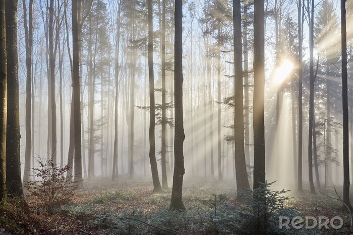 Tableau  Forêt brumeuse avec rayons de soleil