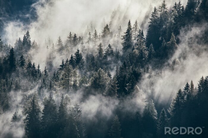 Tableau  Forêt brumeuse sur la pente