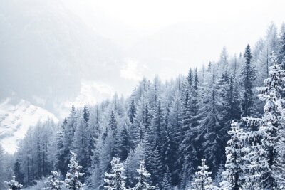 Forêt couverte de neige fraîche