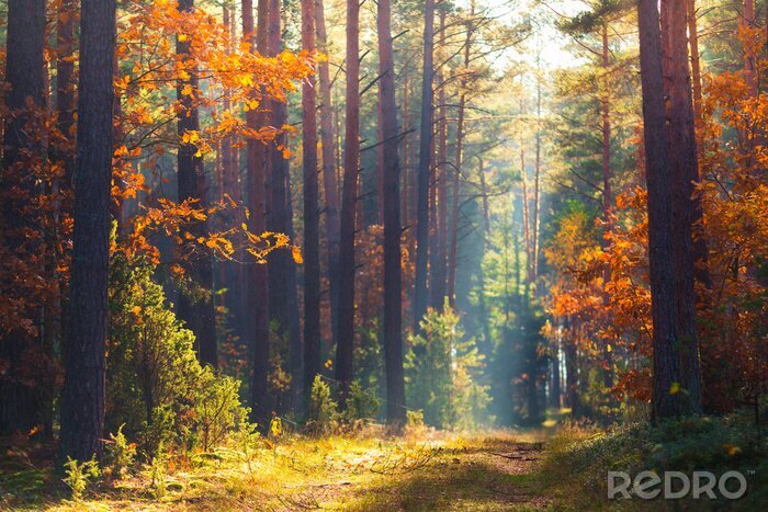 Tableau  Forêt d'automne