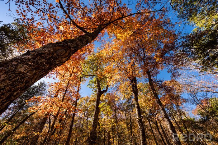 Tableau  Forêt d'automne au soleil