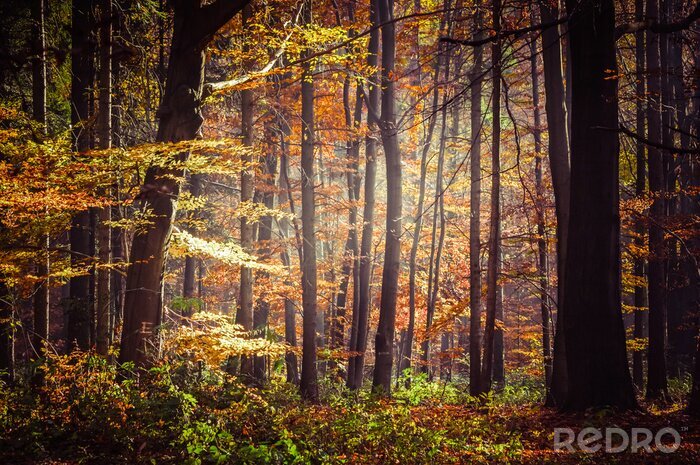 Tableau  Forêt d'automne avec des feuilles colorées