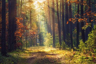 Tableau  Forêt d'automne et rayons de soleil