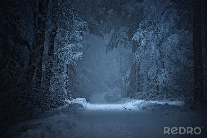 Tableau  Forêt d'hiver avec lumière