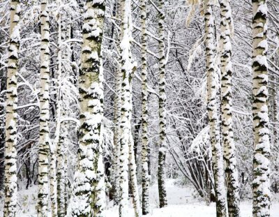 Forêt d'hiver et bouleaux