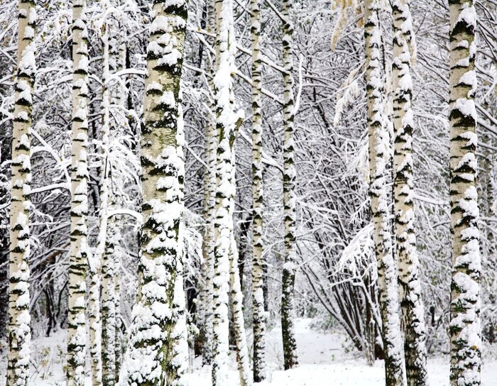 Tableau  Forêt d'hiver et bouleaux
