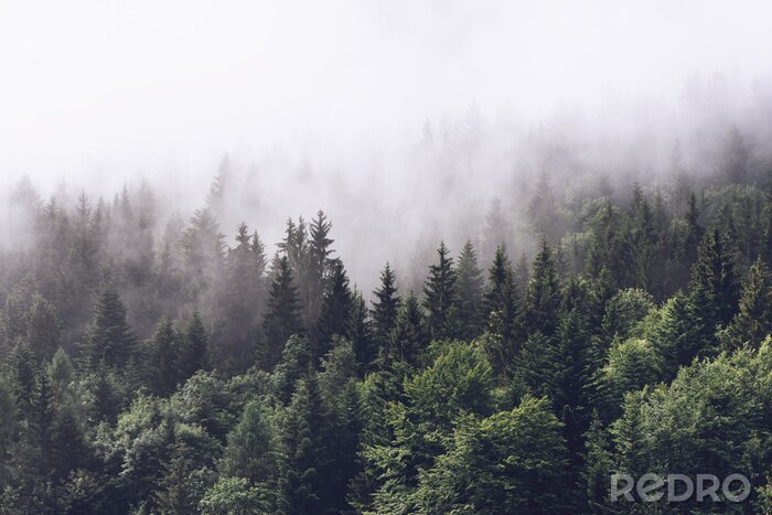 Tableau  Forêt dans le brouillard