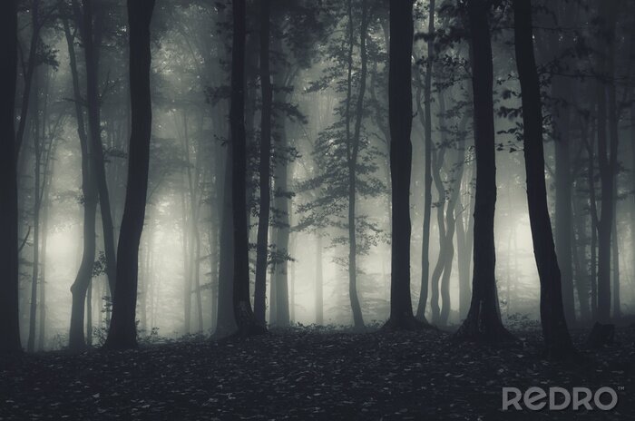 Tableau  Forêt dans le brouillard la nuit