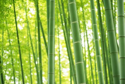 Tableau  foret de bambou