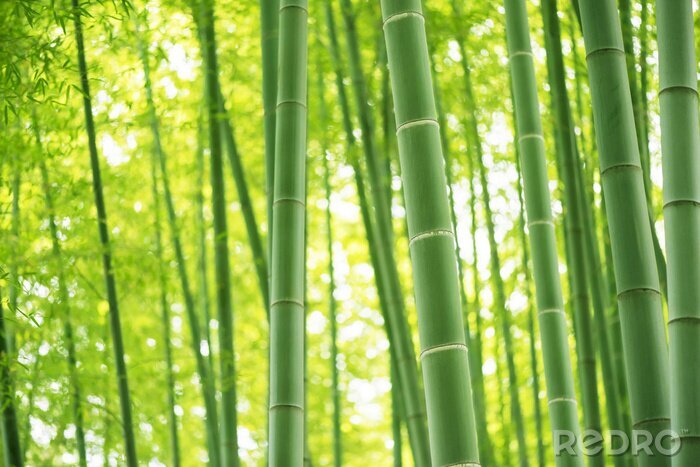 Tableau  foret de bambou
