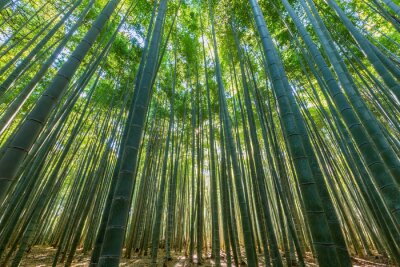 Tableau  Forêt de bambou, fond vert naturel.