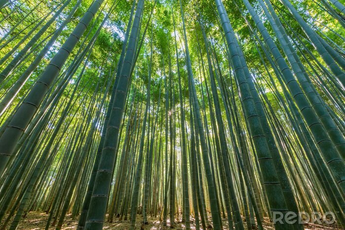Tableau  Forêt de bambou, fond vert naturel.