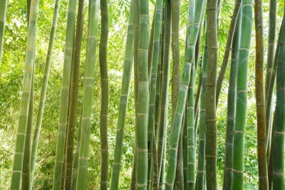 Tableau  forêt de bambous