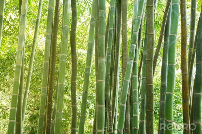 Tableau  forêt de bambous