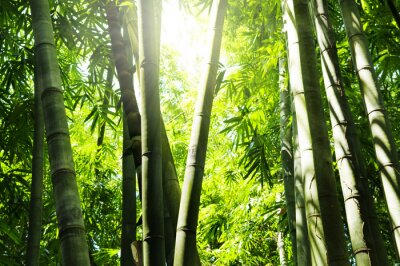 Forêt de bambous au soleil