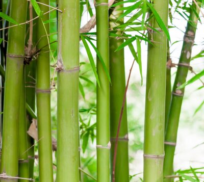 Tableau  Forêt de bambous de fond