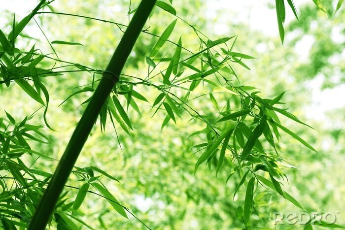 Tableau  Forêt de bambous en fleurs
