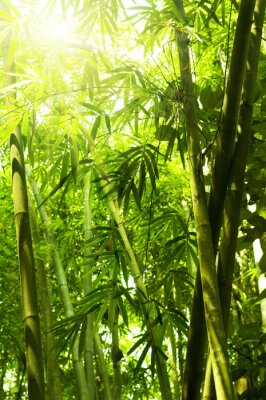 Forêt de bambous ensoleillée