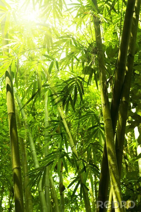 Tableau  Forêt de bambous ensoleillée