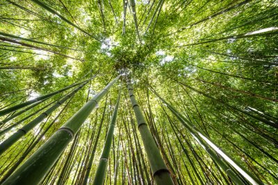 Tableau  forêt de bambous - frais fond de bambou
