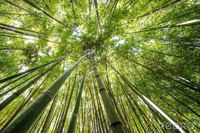 Tableau  forêt de bambous - frais fond de bambou