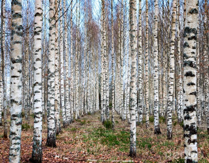 Tableau  Forêt de bouleaux en automne