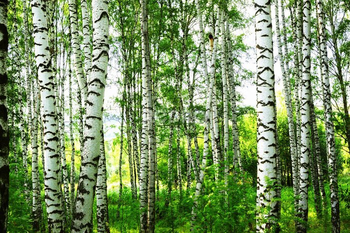 Tableau  Forêt de bouleaux ensoleillée