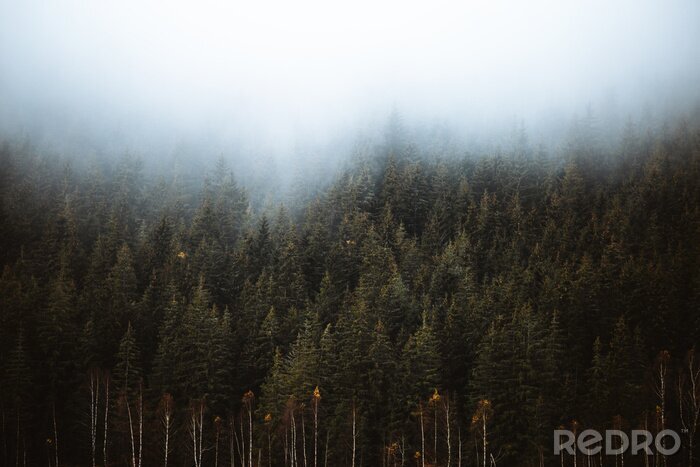 Tableau  Forêt de conifères brumeuse