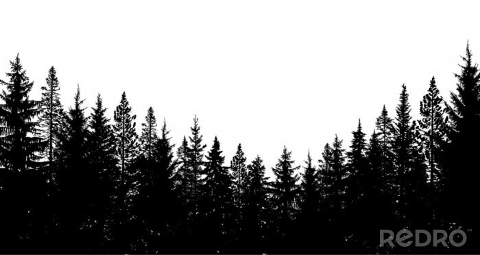 Tableau  Forêt de conifères noir et blanc