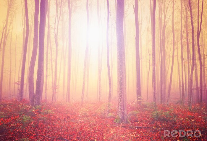 Tableau  Forêt de lumière mystique