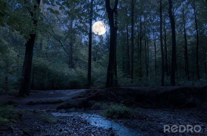 Tableau  Forêt de nuit et pleine lune