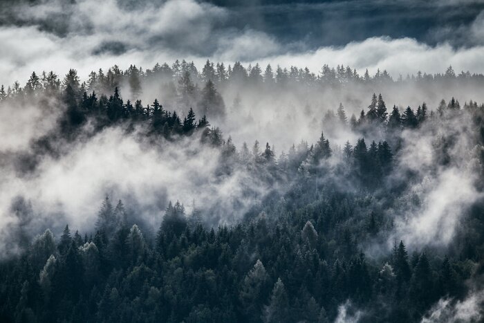 Tableau  Forêt de sapins alpins dans la brume