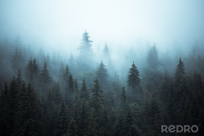 Tableau  Forêt de sapins enveloppée de brume