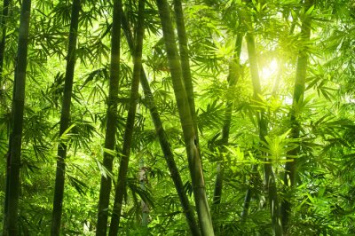 Forêt dense avec bambou